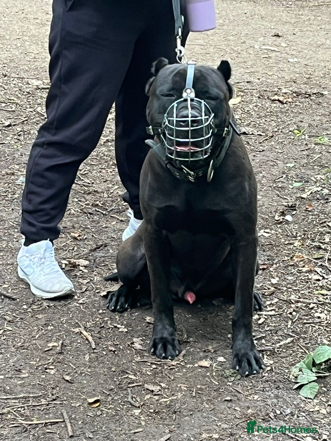 Presa Canario dogs for sale: Black presa Canario puppies - Image 9