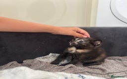 Mixed Breed cats for sale: 2 Kittens  in Lincoln - Image 2
