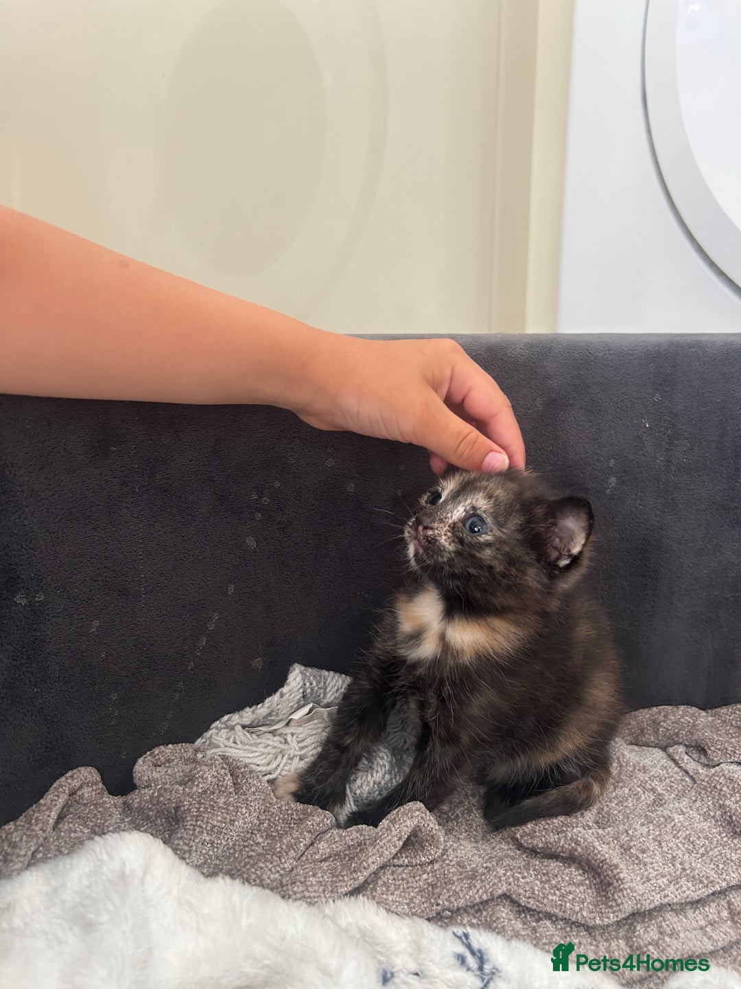 Mixed Breed cats for sale: 2 Kittens  in Lincoln - Image 2
