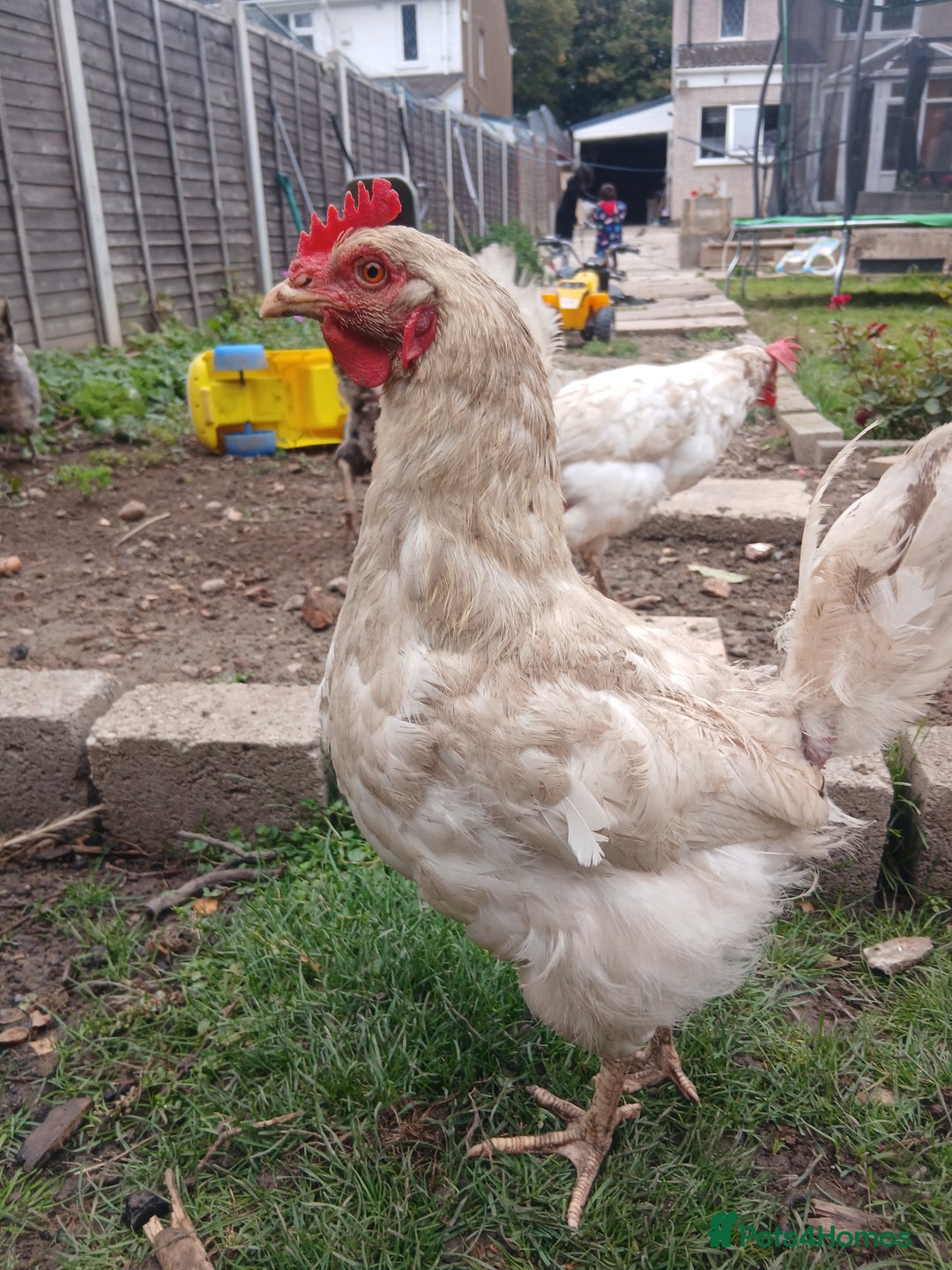 Chickens poultry for sale: These are all different breeds - Image 2