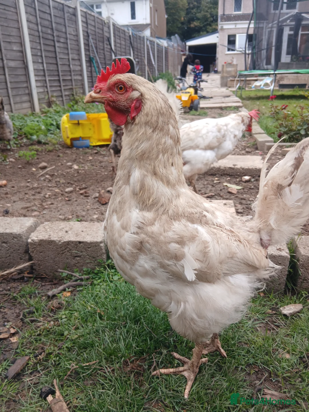 Chickens poultry for sale: All different breeds and price can go lower - Advert 2
