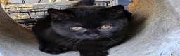 British Shorthair cats for sale: Affectionate British shorthair kitten  - Advert 2