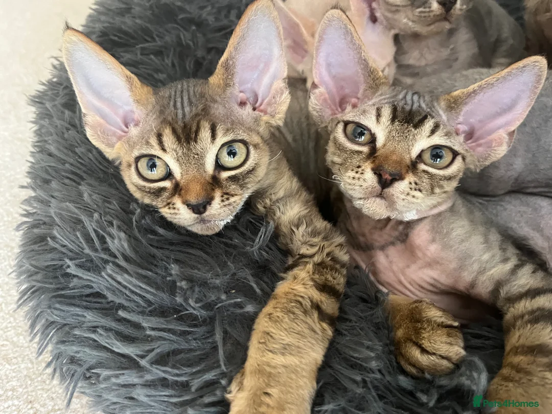 Devon Rex cats for sale: Two Devon Rex boys - Advert 1