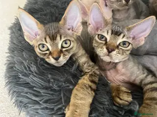 Devon Rex cats Two Devon Rex boys - Advert 1