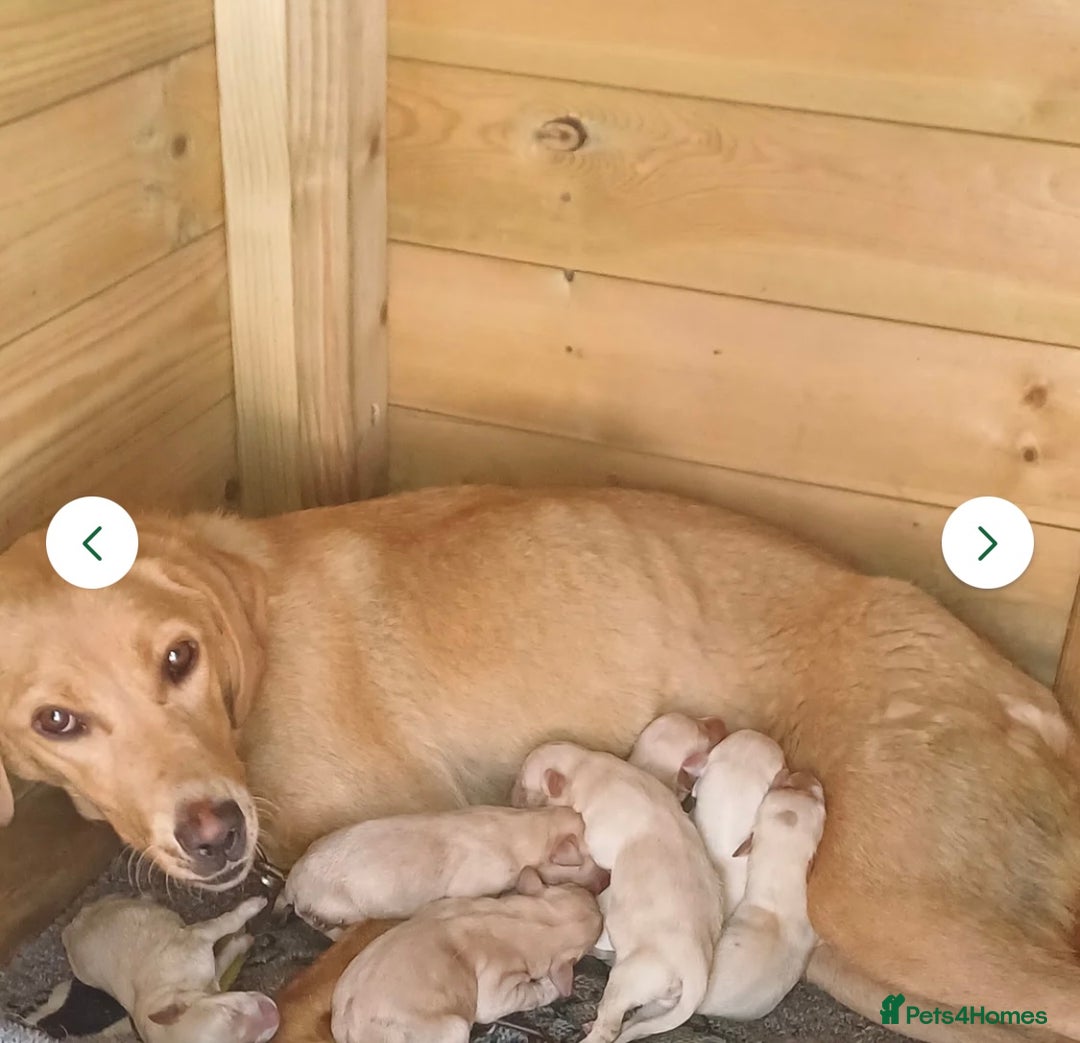 Labrador Retriever dogs for sale: Beautiful 8-Week Labrador Puppy – Loving & Calm - Image 6