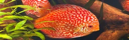Discus fish for sale: Breeding pair of Checkerboard Pigeon Discus - Advert 9