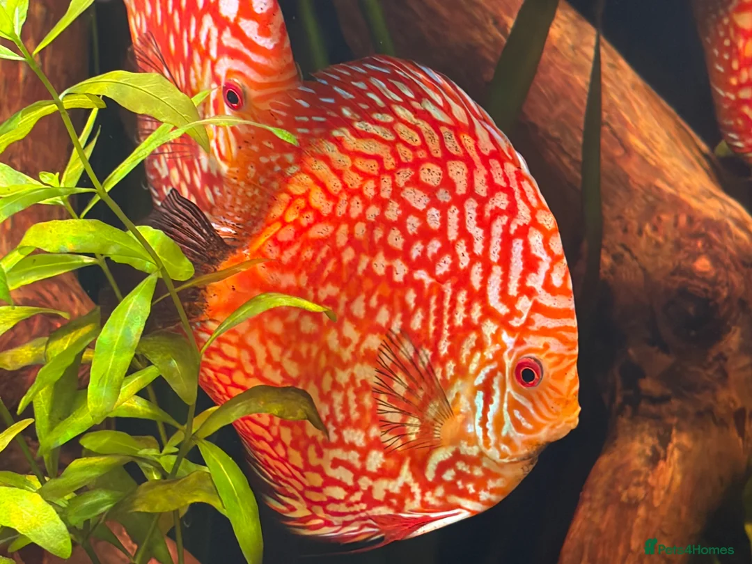 Discus fish for sale: Breeding pair of Checkerboard Pigeon Discus - Advert 9