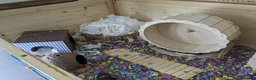 Hamster rodents for sale: Syrian Hamster to re-home  in Penrith - Advert 5