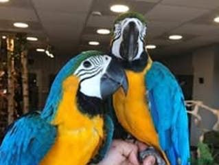 Macaws birds Blue & Gold Macaw Parrots for Sale - Advert 1