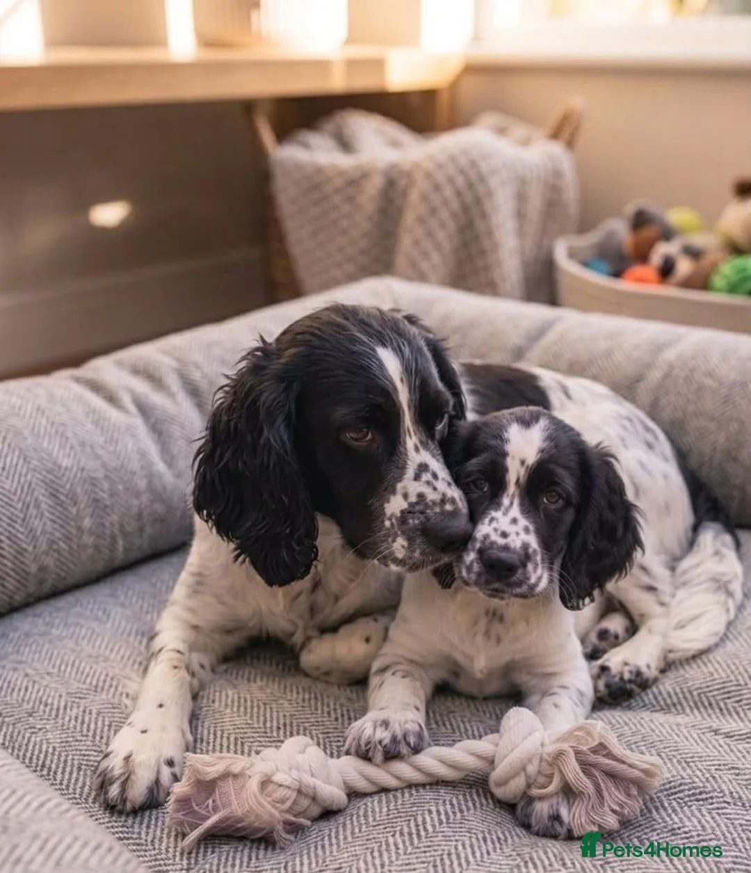 Cocker Spaniel dogs for sale: Cocker spaniel puppy in London - Advert 2