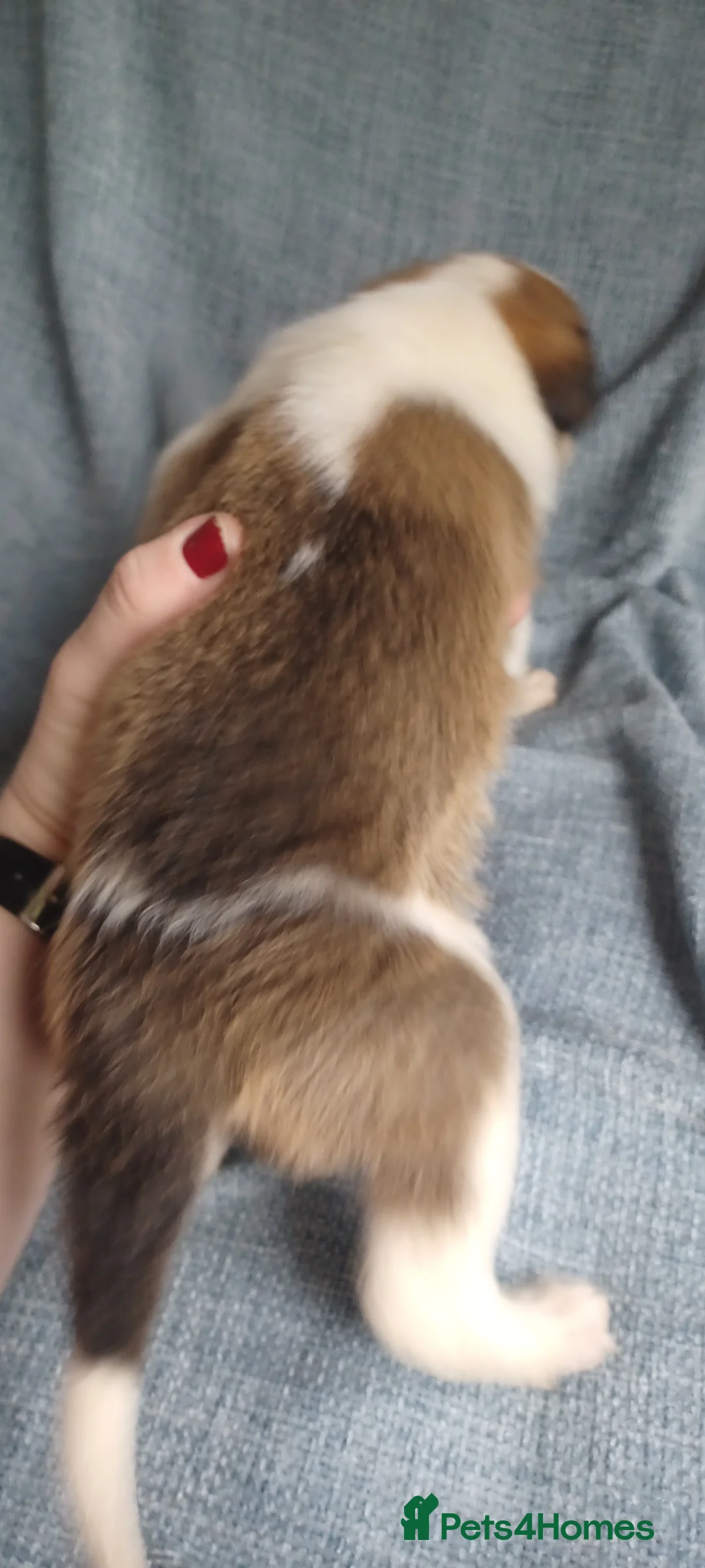 Border Collie dogs for sale: Collie puppies for sale ONLY BOYS AVAILABLE - Advert 18