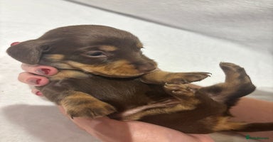 Dachshund dogs - Advert 5