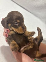 Dachshund dogs - Advert 5