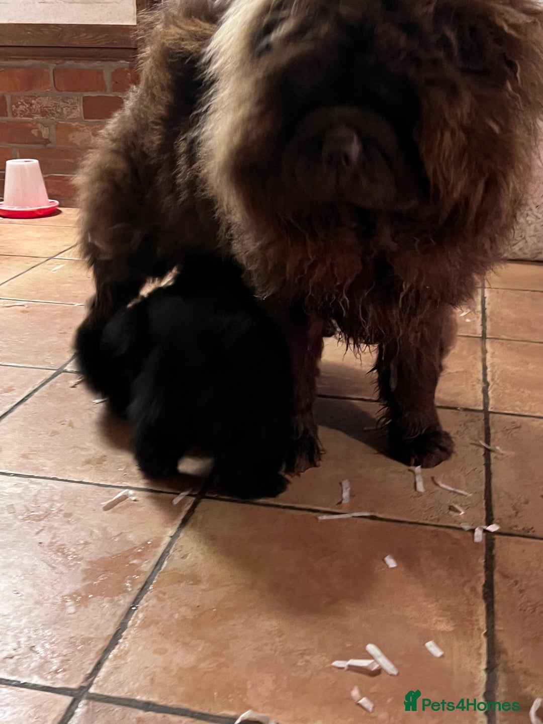 Chow Chow dogs for sale: Ready to go to their new homes.  - Advert 12