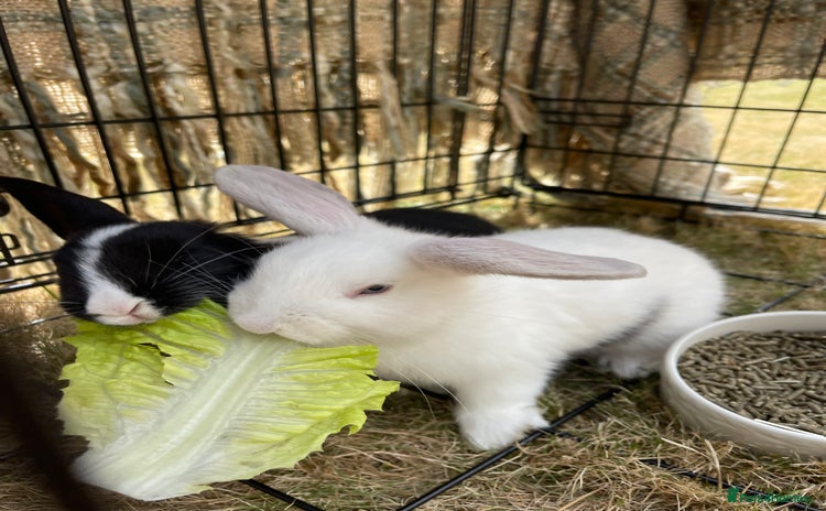Rex rabbits - Advert 1