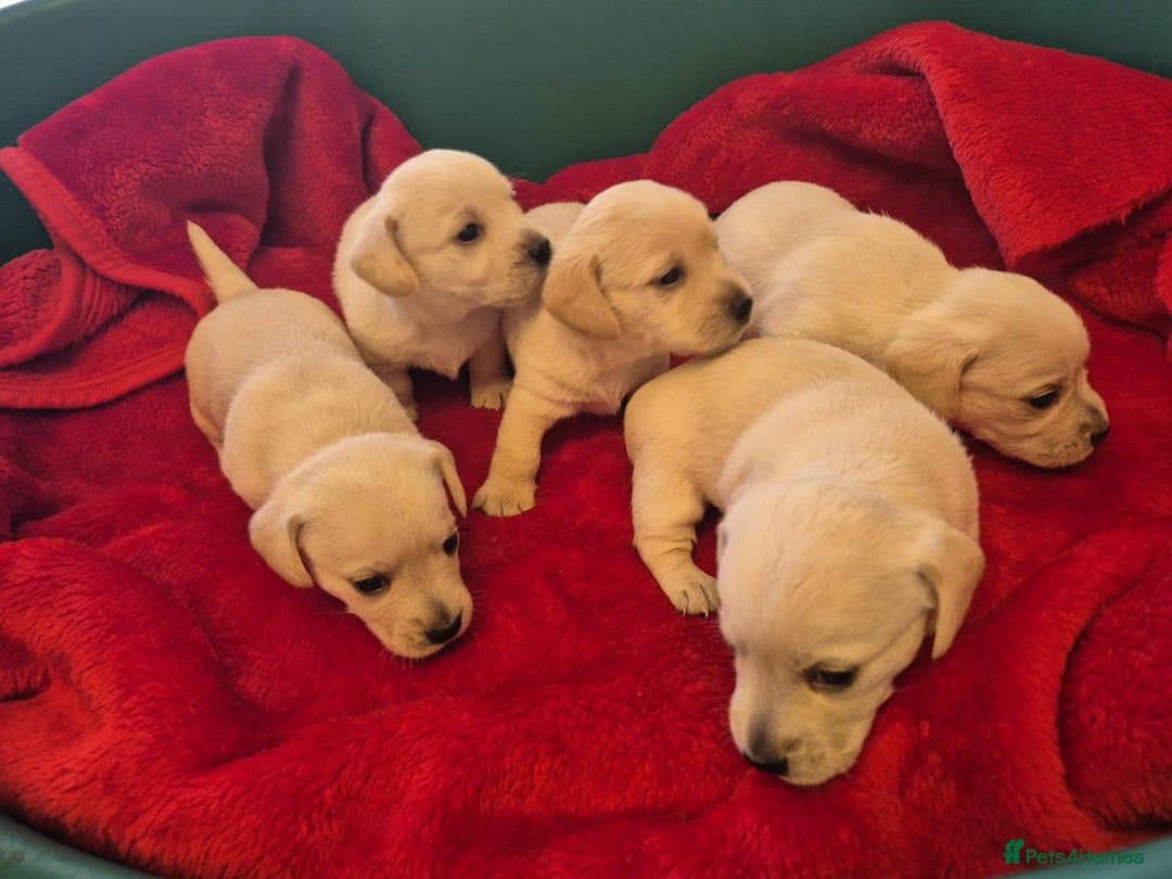 West Highland Terrier dogs for sale: WEST HIGHLAND DAXIE'S - Image 6