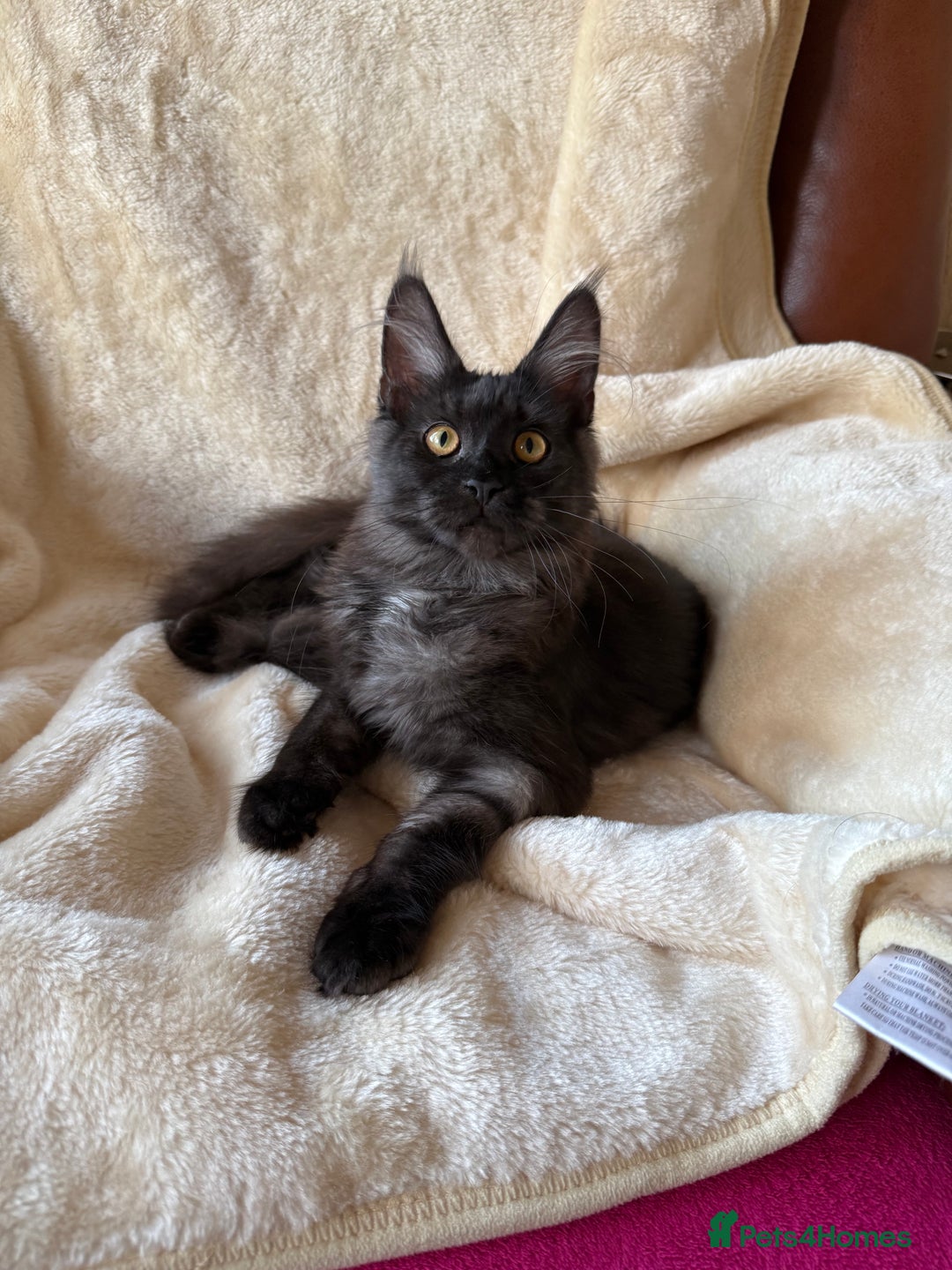 Maine Coon cats for sale: Pedigree GCCF Russian Import line Maine Coons - Advert 25