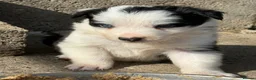 Border Collie dogs for sale: Gorgeous Border collie pups. KC registered.  - Advert 16