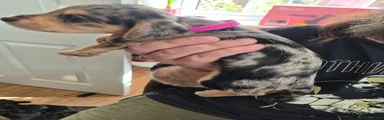 Pink Collar ( Kids named her Piggy)