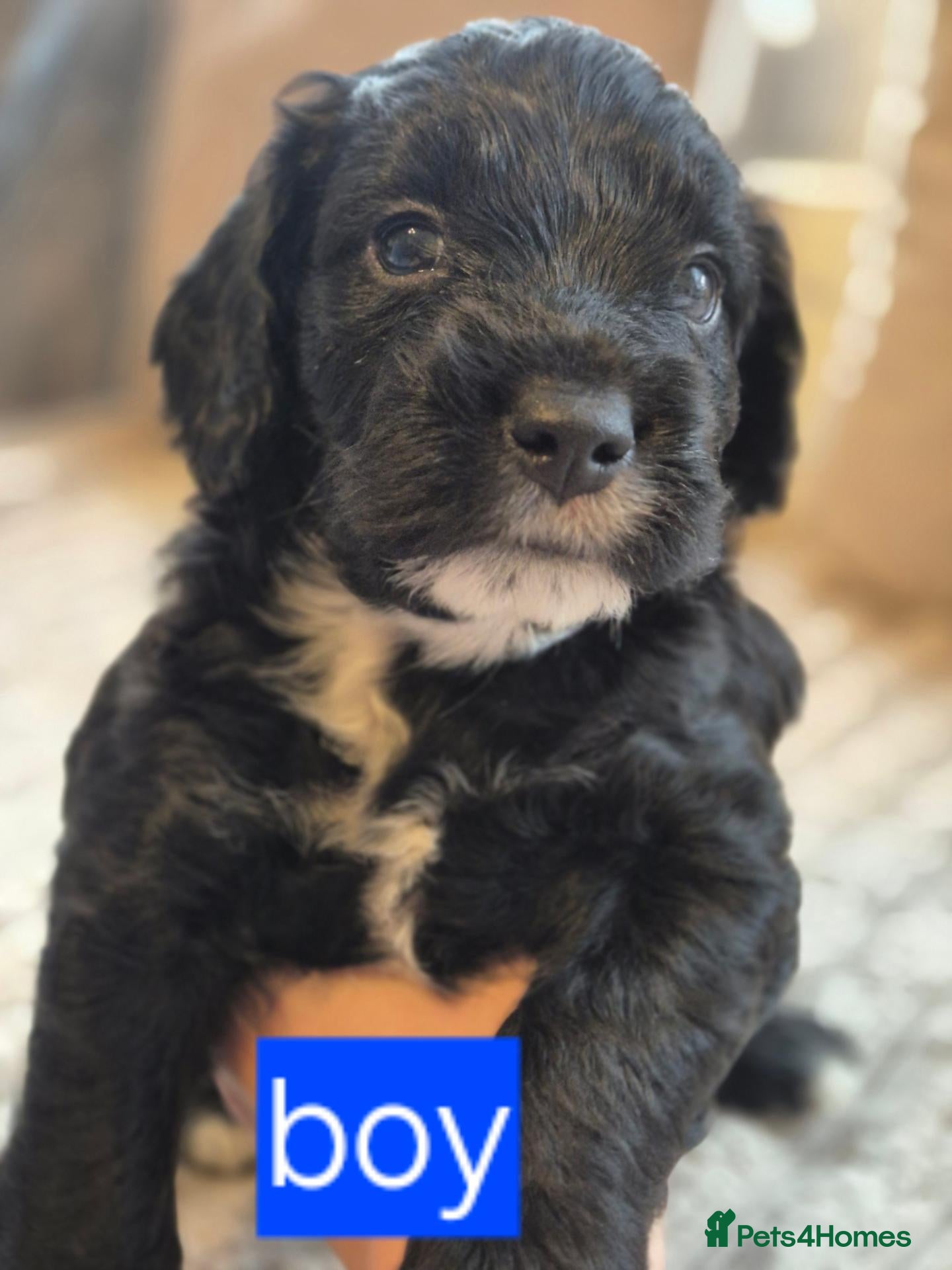 Cockapoo dogs Beautiful Cockapoo puppies - Advert 4