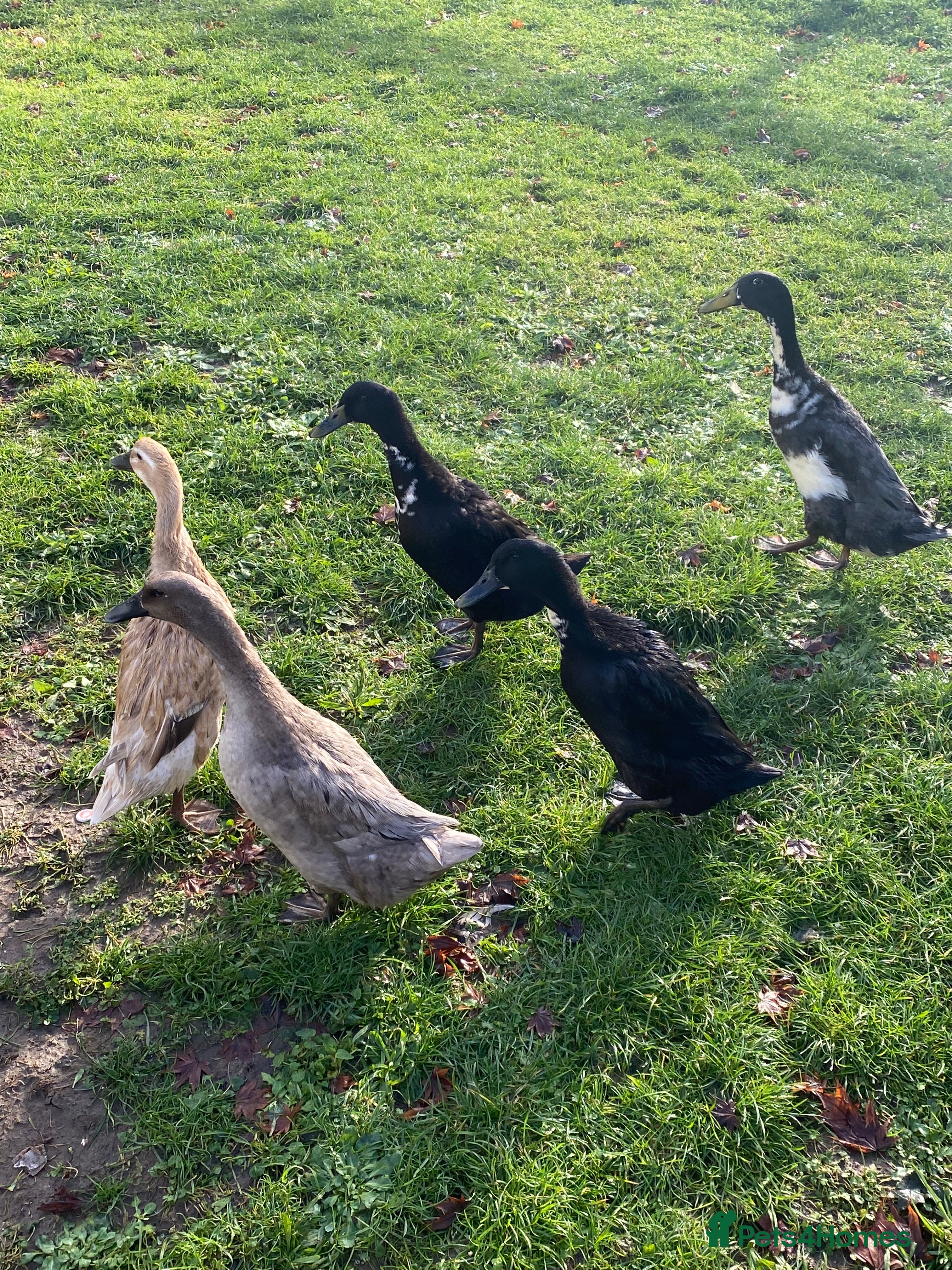 Ducks poultry Duck for sale - Advert 5