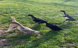 Ducks poultry for sale: Duck for sale - Advert 1