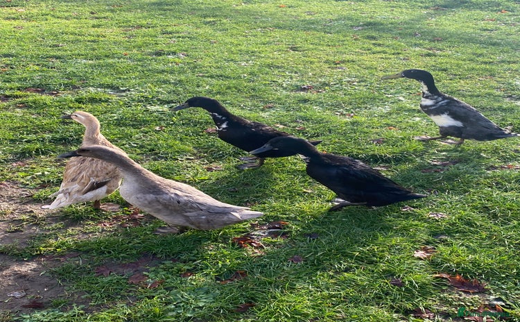 Ducks poultry Duck for sale - Advert 5