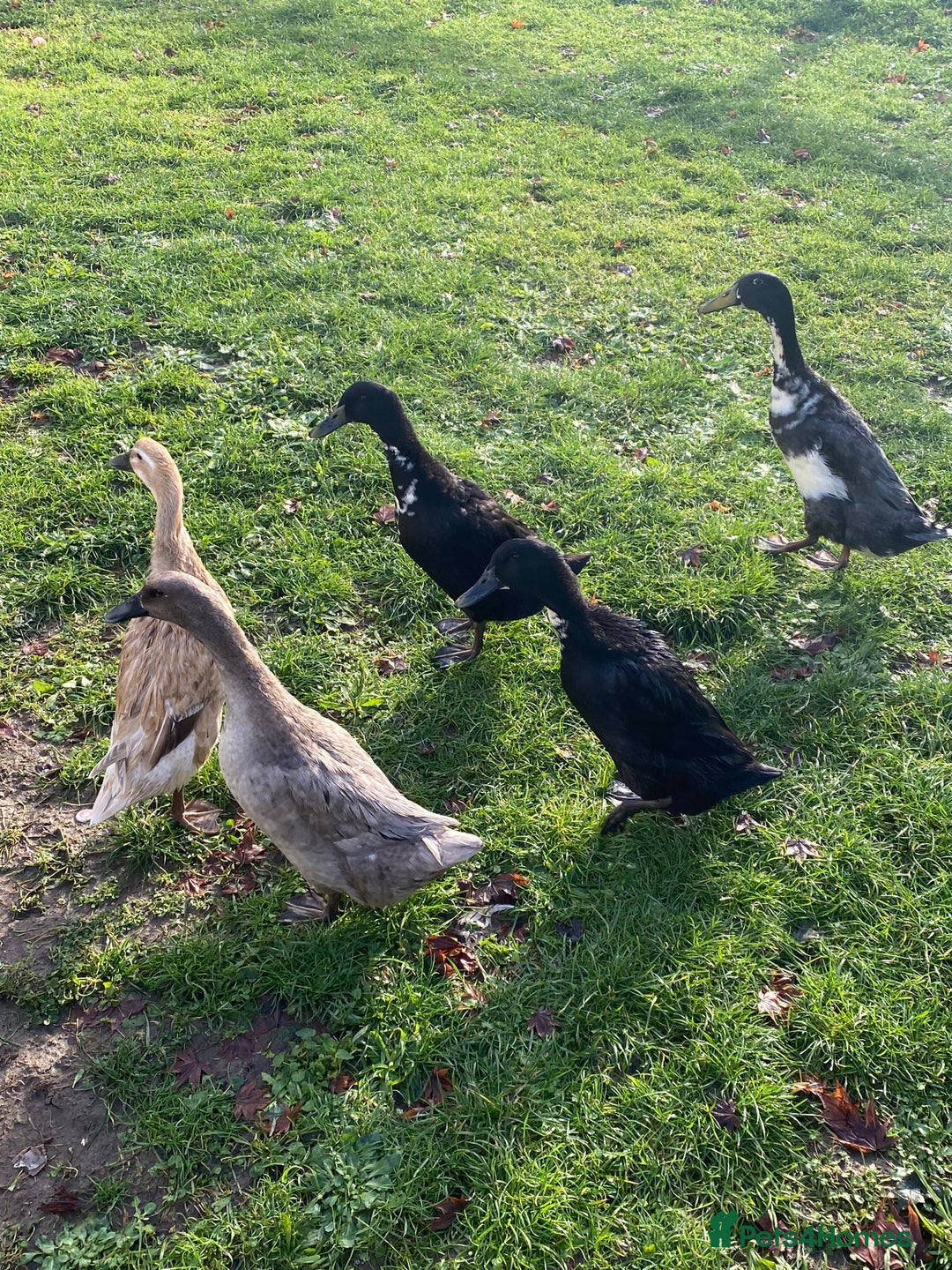 Ducks poultry for sale: Duck for sale - Advert 1