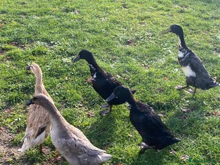 Ducks poultry Duck for sale - Advert 6