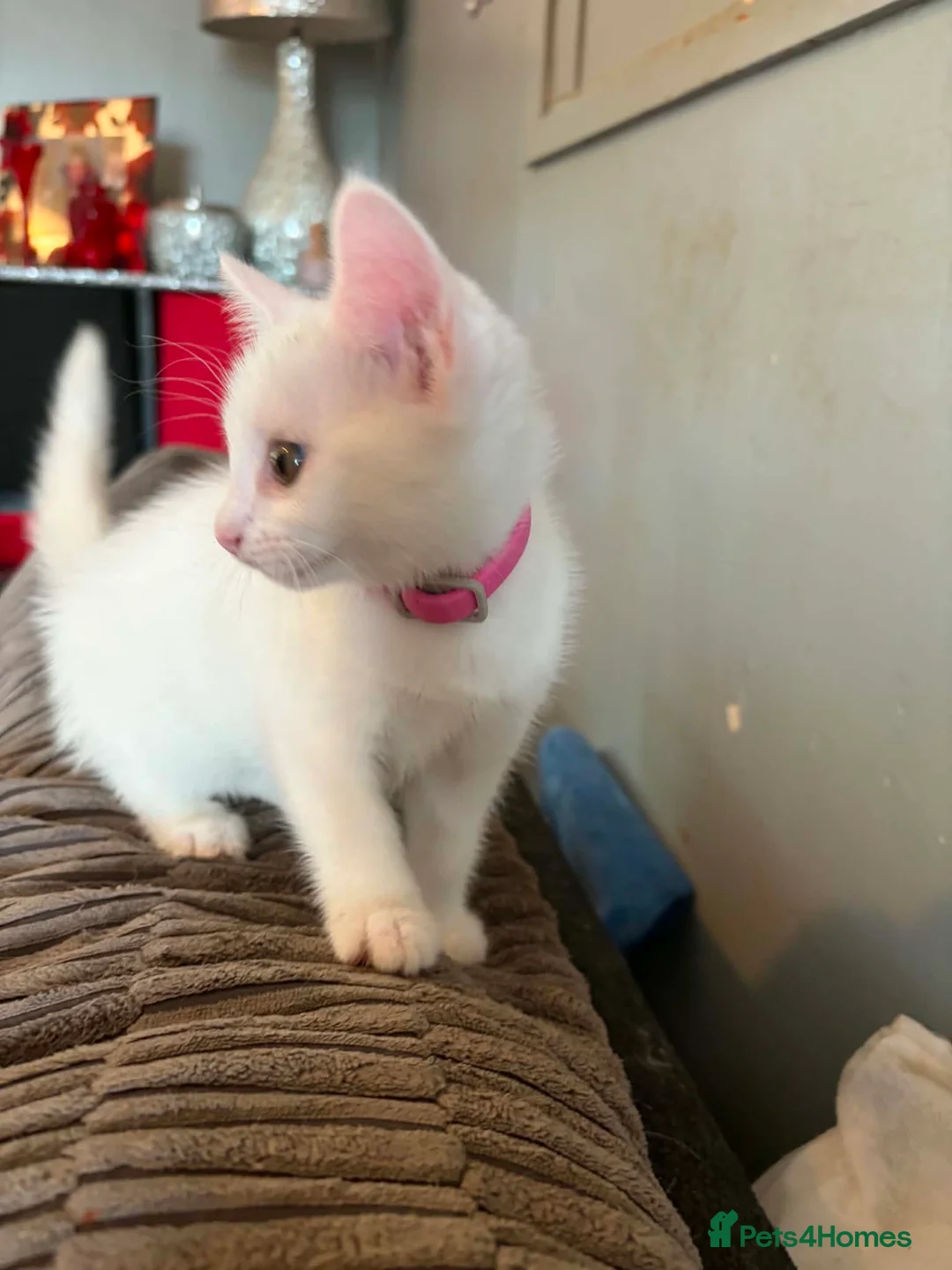 British Shorthair cats for sale: Smudge - Advert 10
