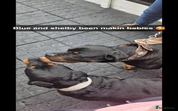 Rottweiler dogs for sale: Chunky Rottweiler Puppies DUE SOON  - Image 15