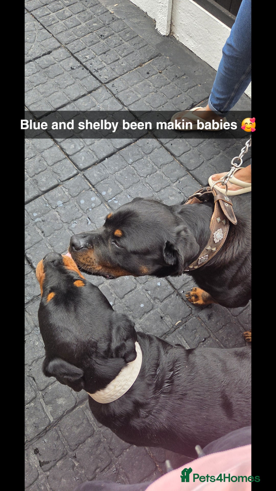 Rottweiler dogs for sale: Chunky Rottweiler Puppies DUE SOON  - Image 15