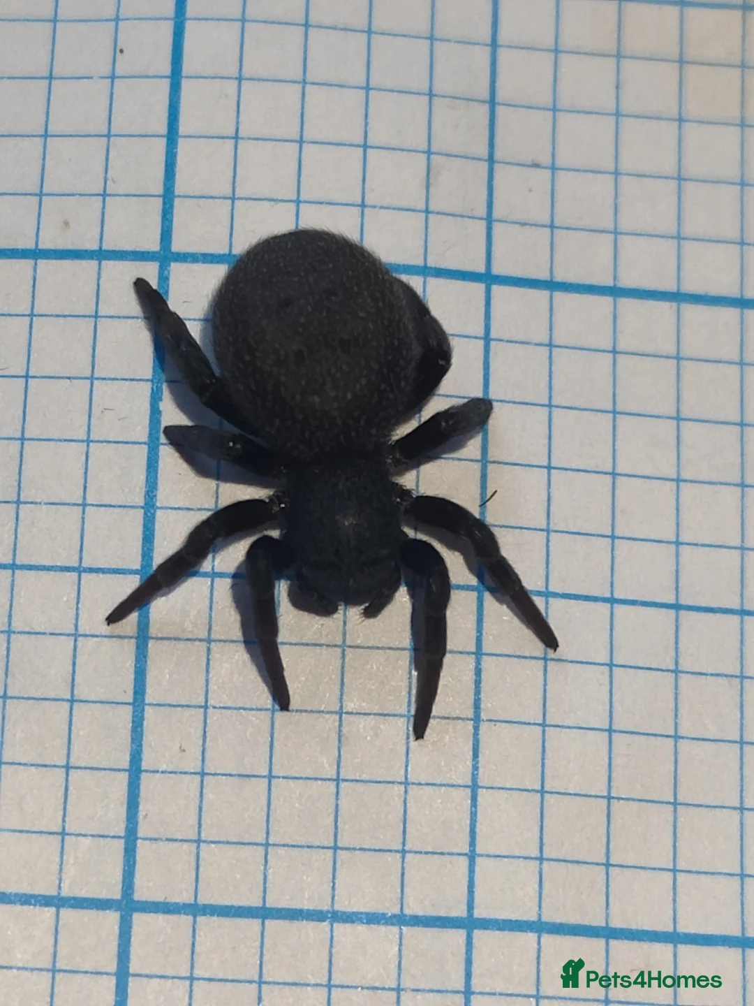 Spiders invertebrates for sale: Velvet spider  - Advert 2