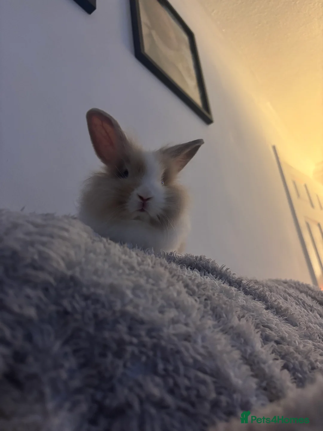 Lionhead rabbits for sale: 2 male rabbits  in Ashington - Advert 5