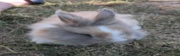 Lionhead rabbits for sale: Lionhead x Netherland dwarfs  - Advert 10