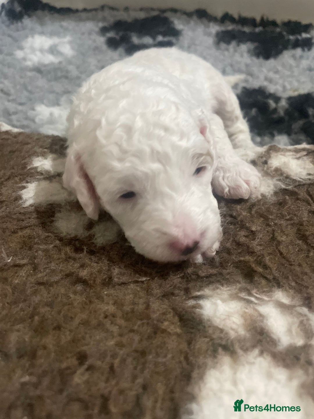 Cockapoo dogs for sale: F1b cockapoo puppies ready now - Advert 7