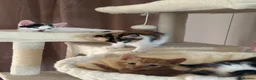 Mixed Breed cats for sale: 2 male, 4 female kittens are looking for home - Advert 4