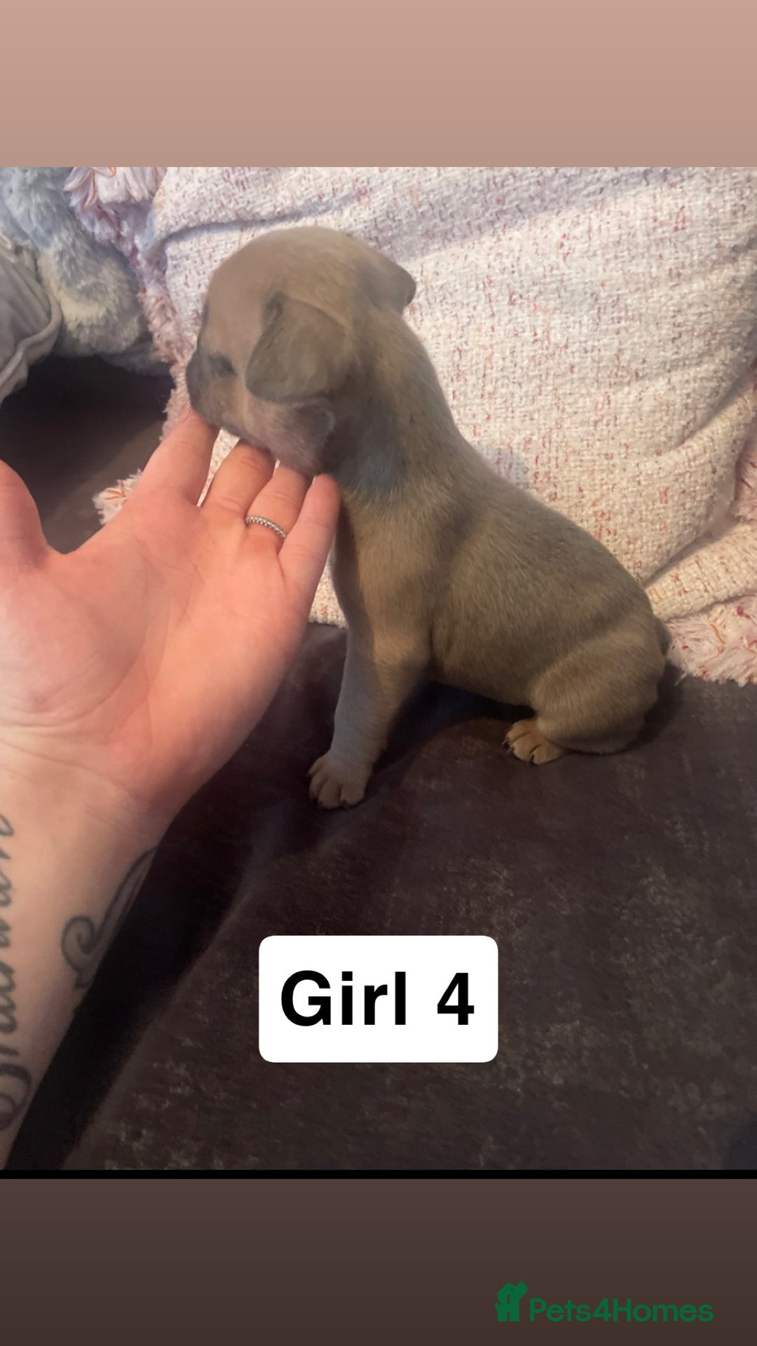 French Bulldog dogs for sale: 7 week old French bulldog puppies  - Image 3
