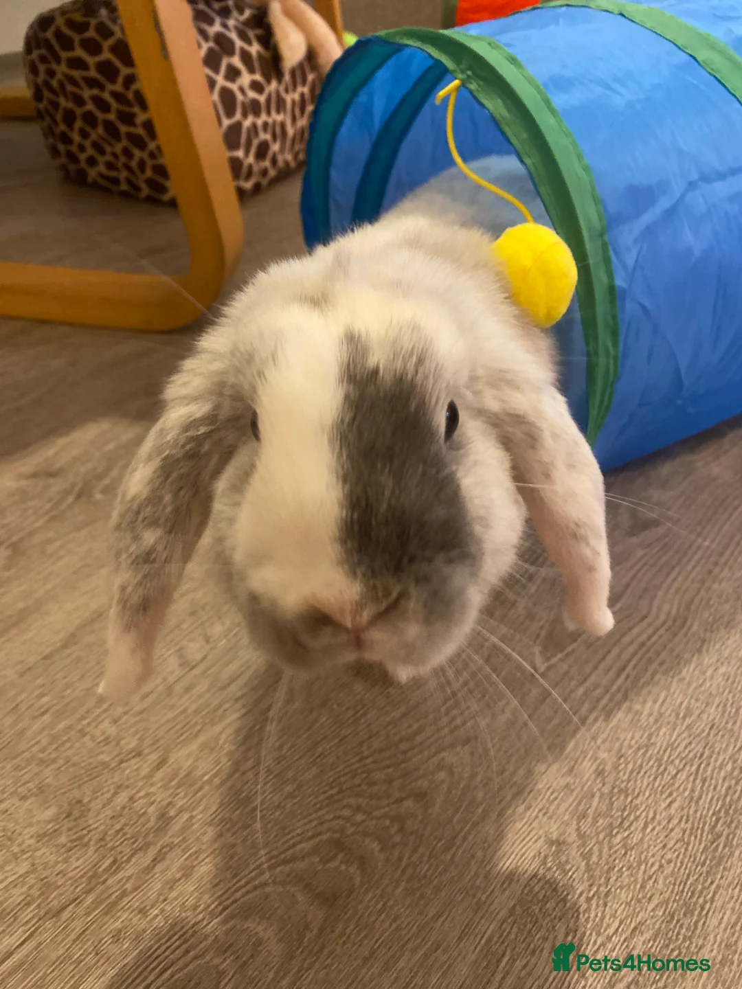 Mini Lop rabbits for sale: Adorable free roam indoor female rabbit - Advert 10