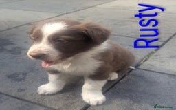 Border Collie dogs for sale: Red and white border collie/Sheepdog Pups - Image 8