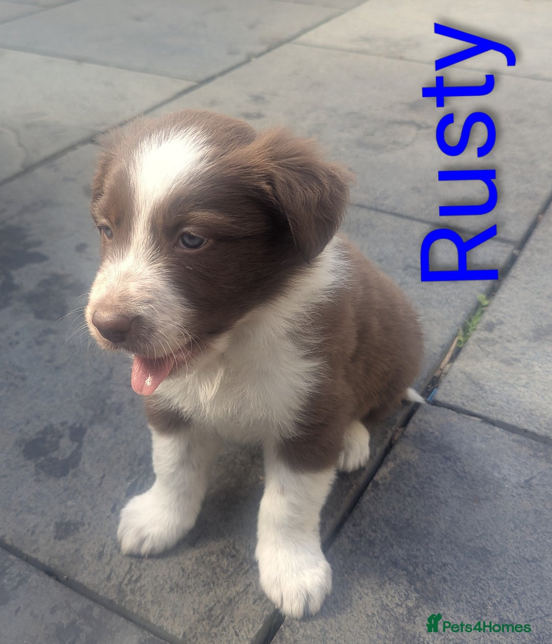 Border Collie dogs for sale: Red and white border collie/Sheepdog Pups - Image 8