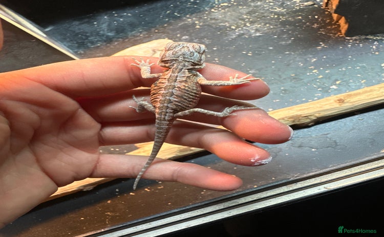 Bearded Dragon reptiles - Advert 4