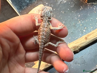 Bearded Dragon reptiles - Advert 30