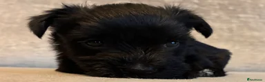 Miniature Schnauzer 6