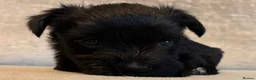 Miniature Schnauzer dogs for sale: Gorgeous Miniature Schnauzer puppies  - Advert 6