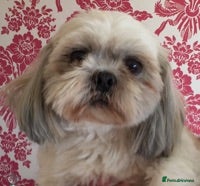 Shih Tzu dogs KC PROVEN  TINY SMALL CUTE BOY. in Mansfield - Advert 10