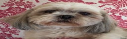 Shih Tzu dogs for stud: KC PROVEN  TINY SMALL CUTE BOY. in Mansfield - Advert 1
