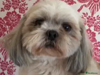 Shih Tzu dogs KC PROVEN TINY SMALL CUTE BOY. in Mansfield - Advert 1