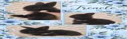 Lionhead rabbits for sale: Double Maned Lionhead Babies - Advert 5