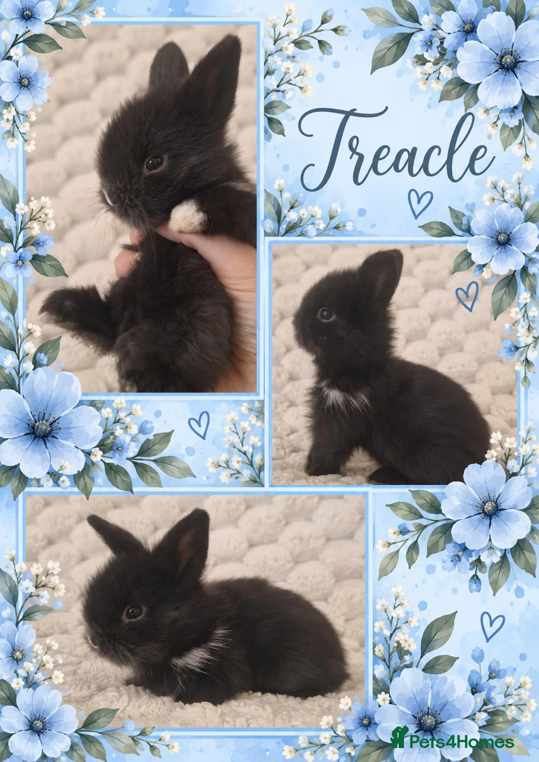 Lionhead rabbits for sale: Double Maned Lionhead Babies - Advert 5
